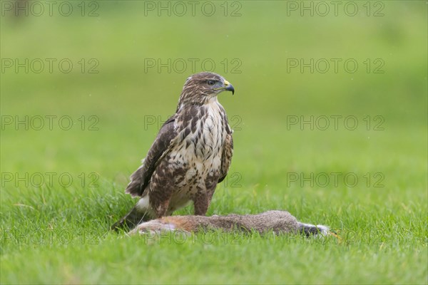 Common Buzzard