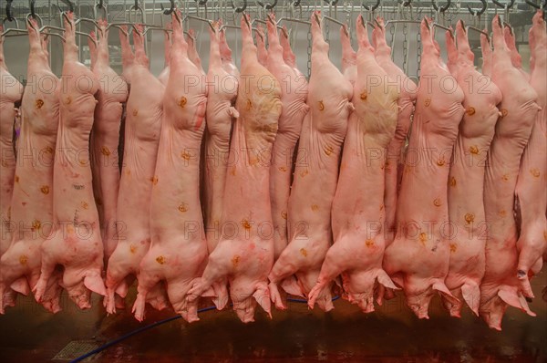 Pig carcases hanging in abattoir