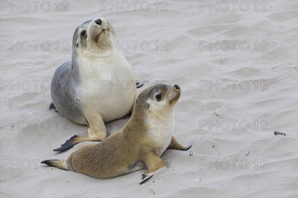 Australian sea lion