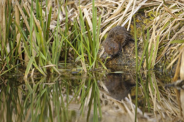 Eastern vole