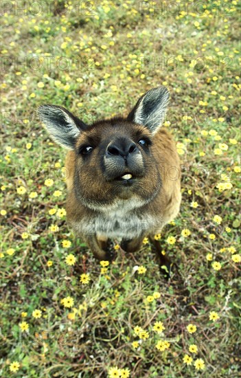 Western Grey Giant Kangaroo