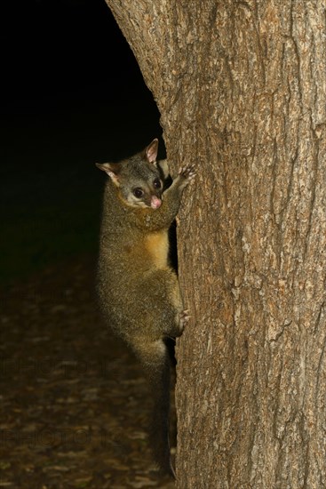 Common Brushtail Possum