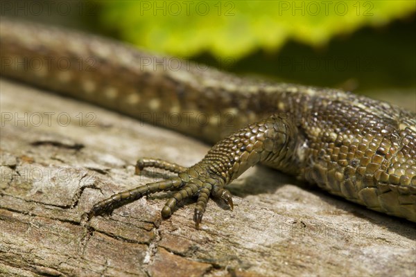 Common viviparous lizard