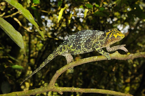 Johnston's three-horned chameleon