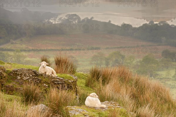 Domestic sheep