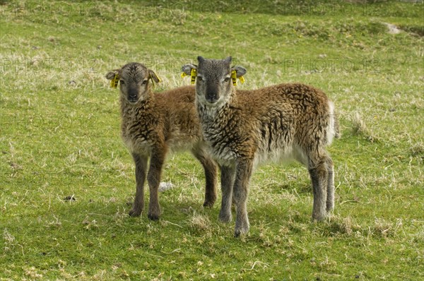 Domestic Sheep