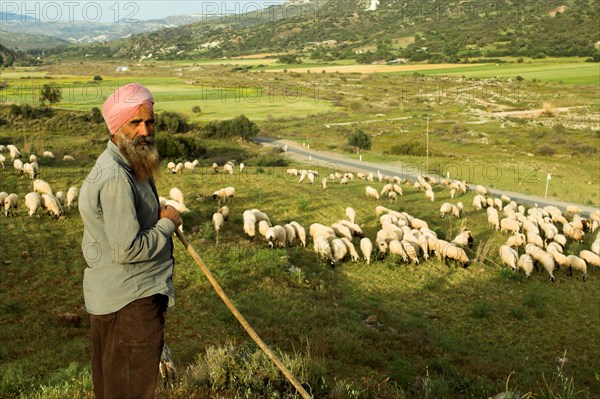 Sheep herding