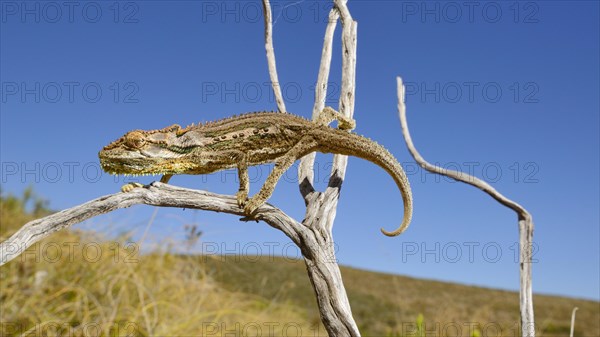 Dwarf Chameleon