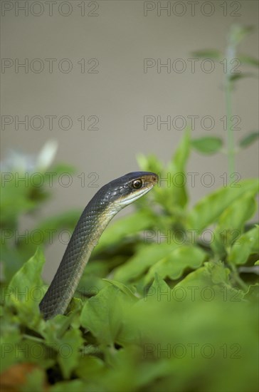 Everglades grass snake