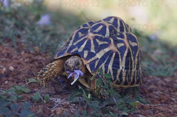 Indian Star Tortoise