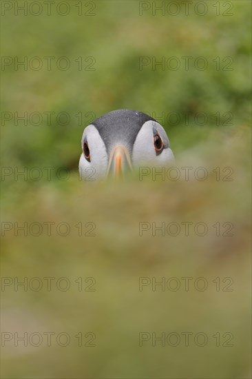 Puffin