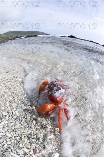 Christmas island red crab