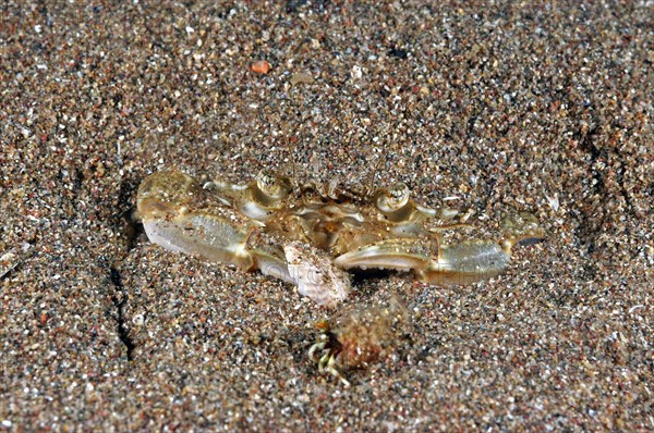 Rudder crab