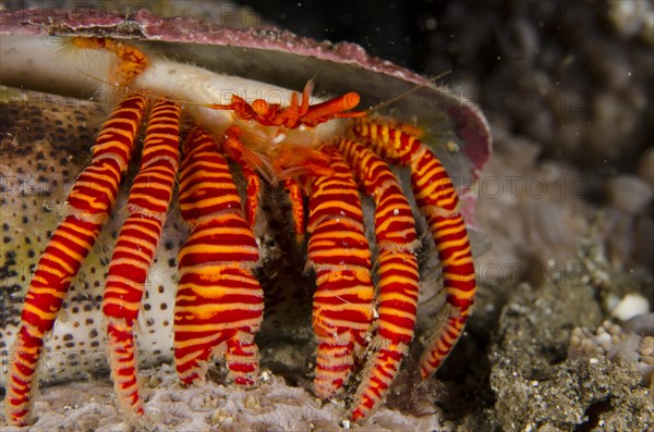 Red-banded hermit crab