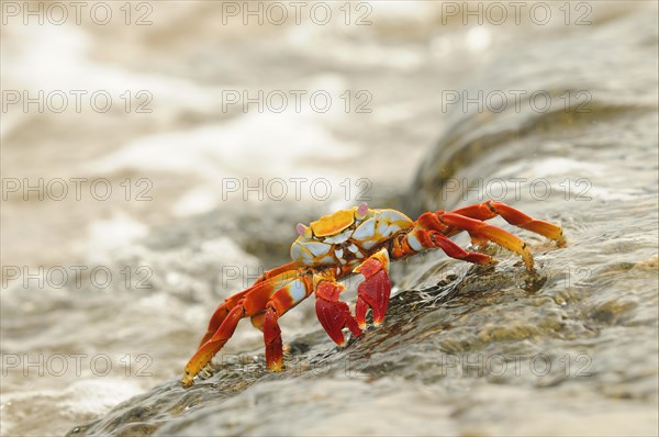 Red rock crabs