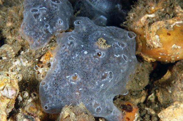 Sea squirt