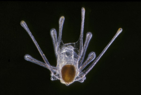 Black brittle star