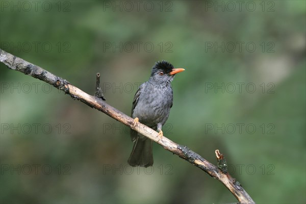 Square-tailed Bulbul