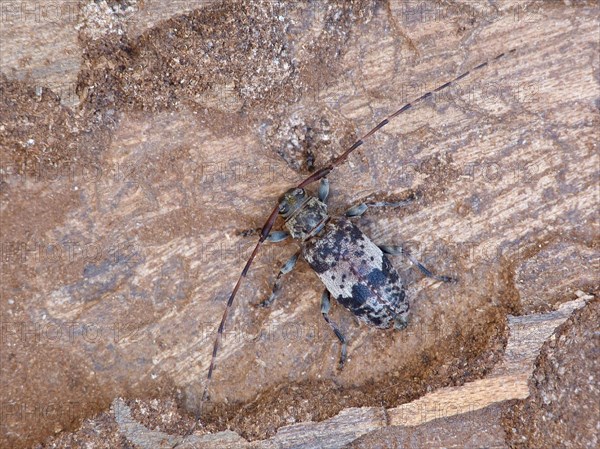 Black-clouded Longhorn Beetle