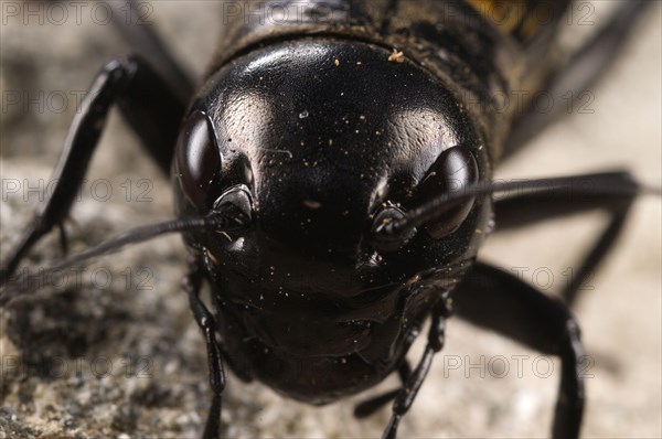 Field Cricket