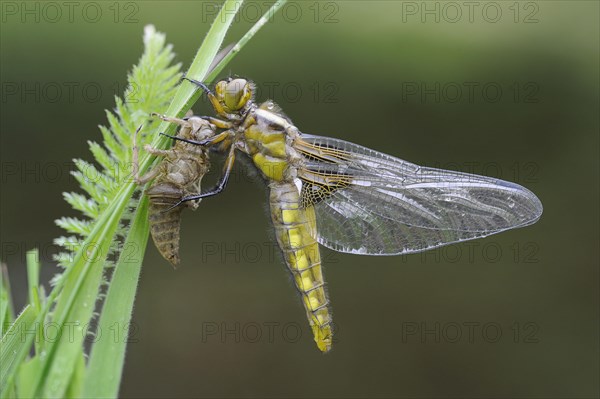 Broad-bodied chaser