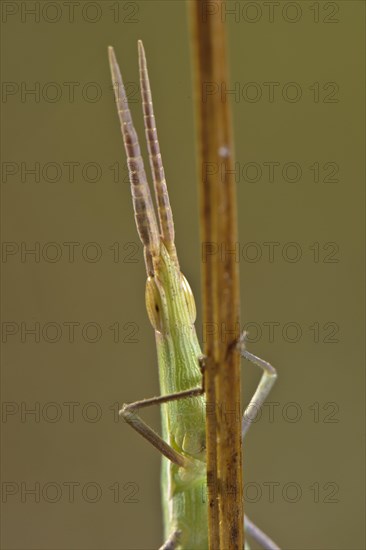 Mediterranean Slant-faced Grasshopper