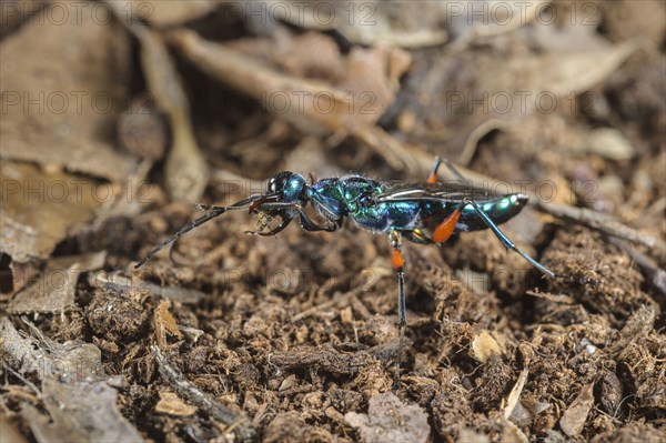 Emerald cockroach wasp