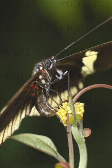 White-edged Longwing