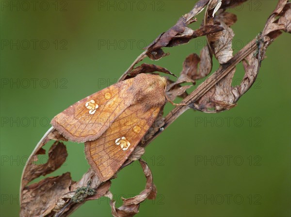 Ear moth