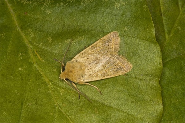 Yellow-line Quaker