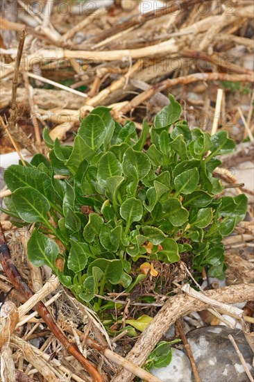 Sea beet