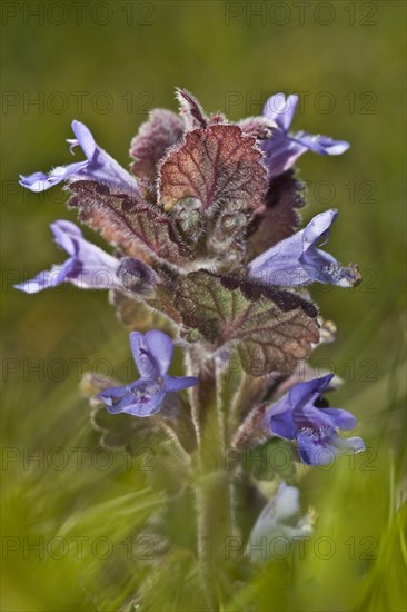 Flowering ground ivy