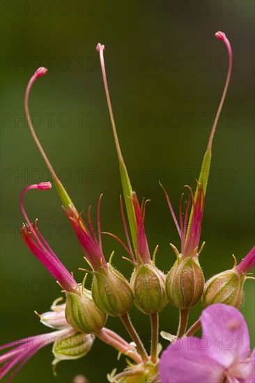 Rock crane's-bill