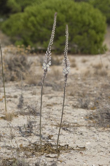 Flowering maritime squill