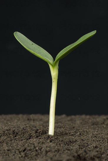 Sunflower seedling with expanding cotyledons