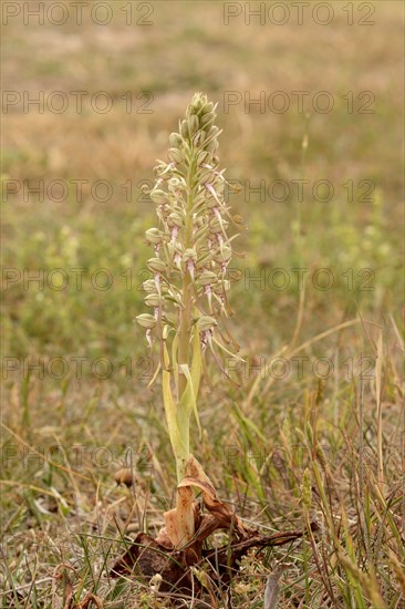 Lizard Orchid