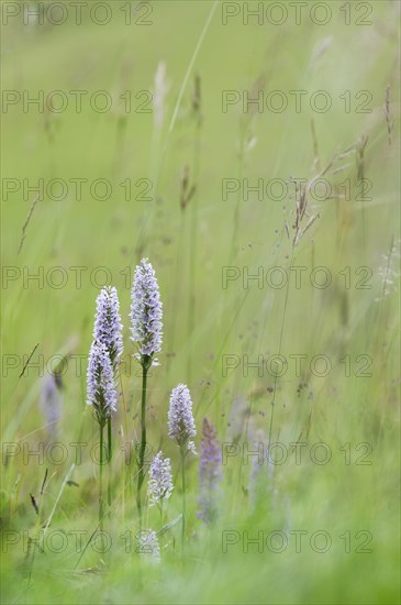 Common Spotted Orchid