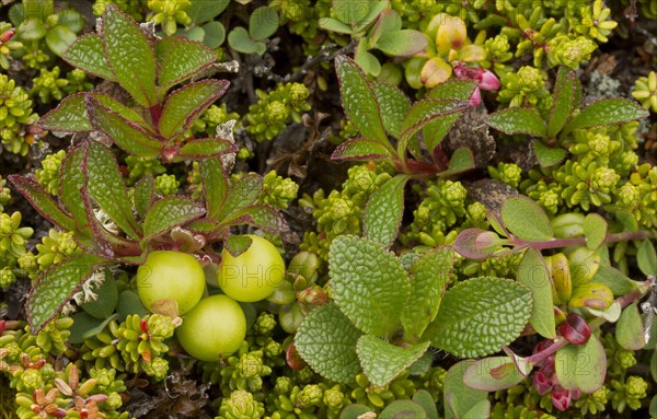 Alpine Bearberry