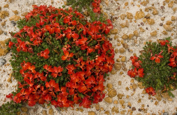 Flowering Red Lechenaultia