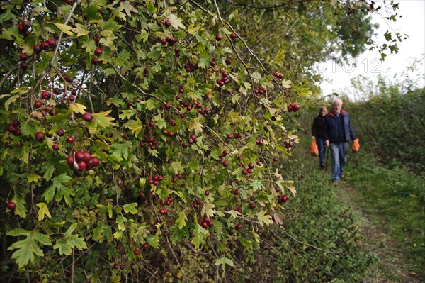 Common common hawthorn