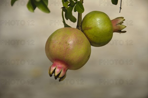 Pomegranate