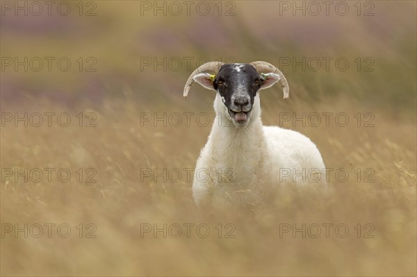 Domestic sheep