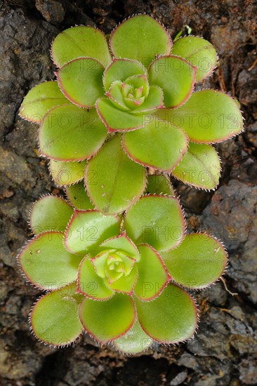 La Gomera Giant Houseleek