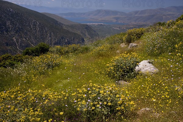 Flowering jerusalem sage