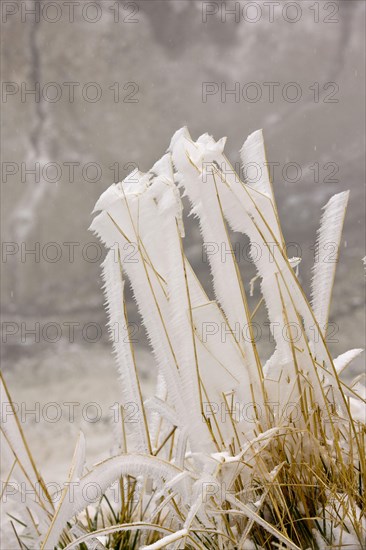 Grasses covered with ice from freezing fog