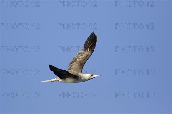 Red-footed booby