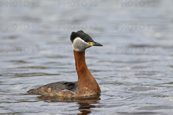 Red-necked grebe