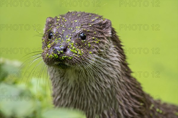 Close-up of the European european otter