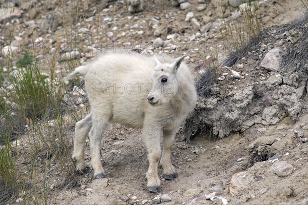 Rocky Mountain mountain goat