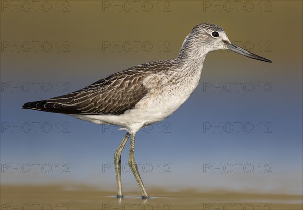 Common greenshank